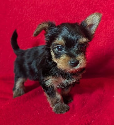 Les chiots de Yorkshire Terrier