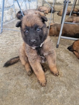 Les chiots de Berger Belge