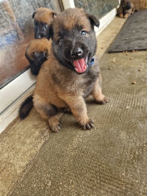 Les chiots de Berger Belge