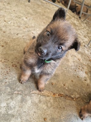 Les chiots de Berger Belge