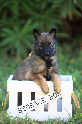 Les chiots de Berger Belge