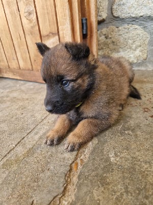 Les chiots de Berger Belge