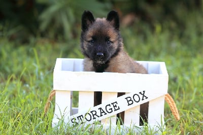 Les chiots de Berger Belge