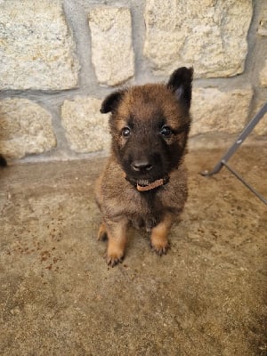 Les chiots de Berger Belge