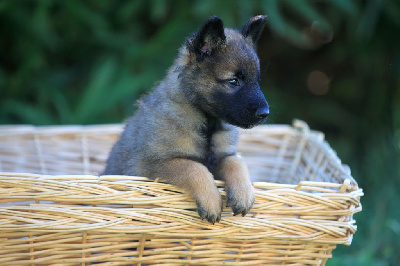 Les chiots de Berger Belge