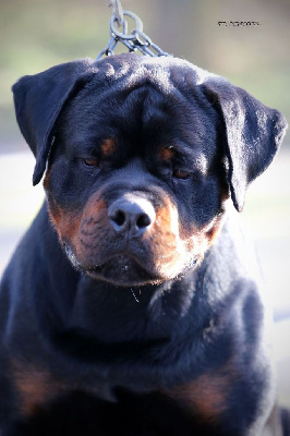 Étalon Rottweiler - TR. CH. T hermes Von Der Vangfuller