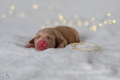 CHIOT COLLIER BEIGE - Golden Retriever