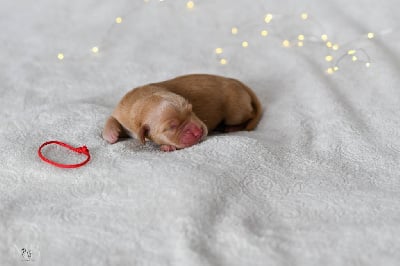 CHIOT COLLIER ROUGE - Golden Retriever