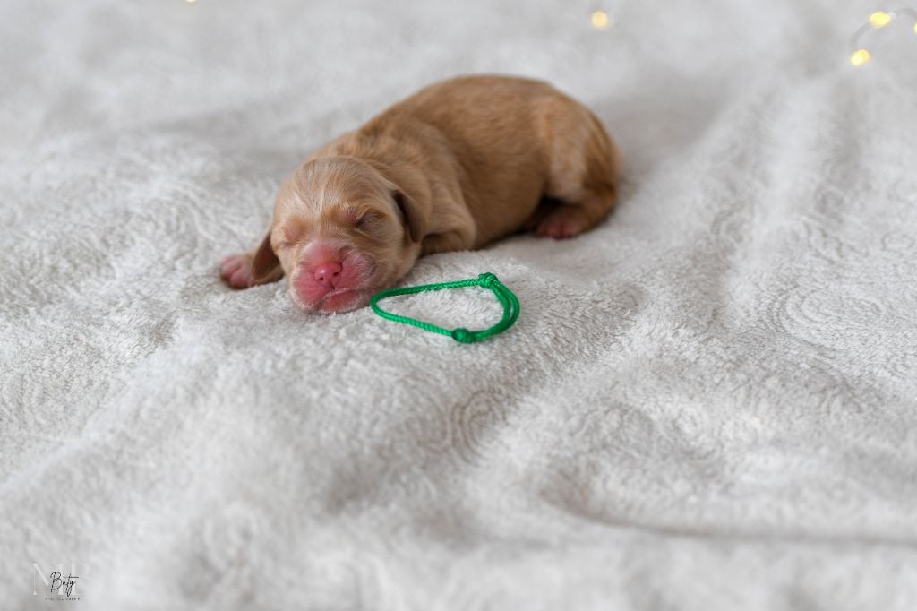 CHIOT COLLIER VERT - Golden Retriever