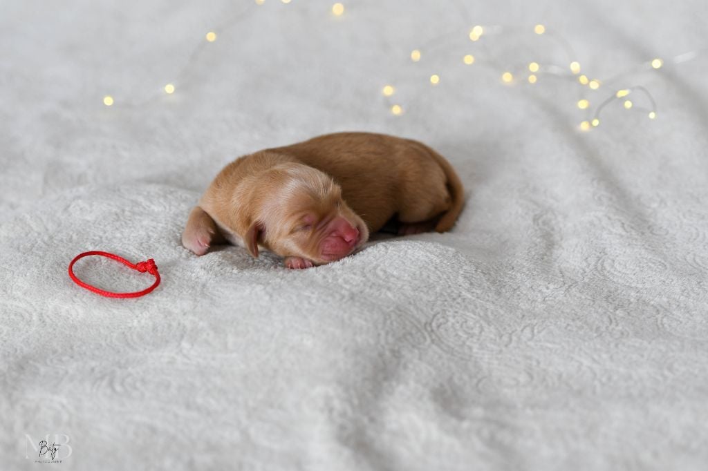 CHIOT COLLIER ROUGE - Golden Retriever