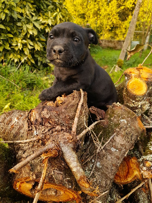 Les chiots de Staffordshire Bull Terrier