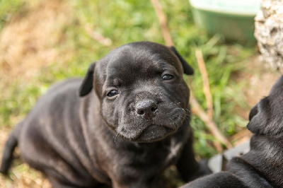 Les chiots de Staffordshire Bull Terrier