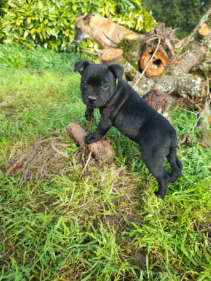 Les chiots de Staffordshire Bull Terrier