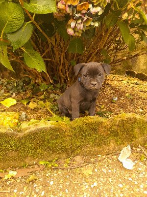 Les chiots de Staffordshire Bull Terrier