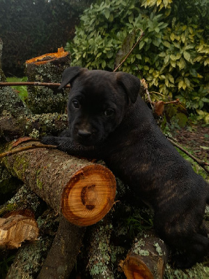 Les chiots de Staffordshire Bull Terrier