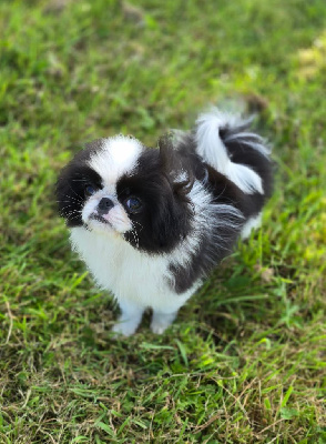 Les chiots de Epagneul Japonais