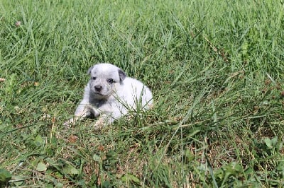 Les chiots de Bouvier australien