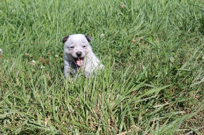 Les chiots de Bouvier australien