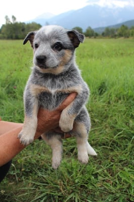 Les chiots de Bouvier australien