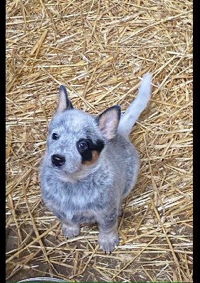 Les chiots de Bouvier australien