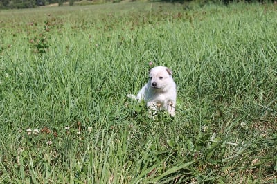 Les chiots de Bouvier australien