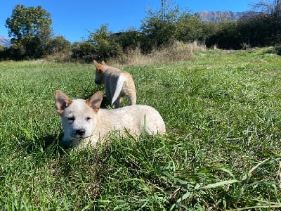 Les chiots de Bouvier australien