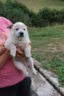 Les chiots de Bouvier australien