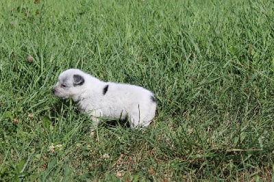 Les chiots de Bouvier australien