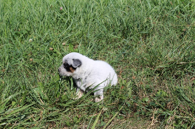 Les chiots de Bouvier australien