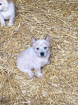 Les chiots de Bouvier australien