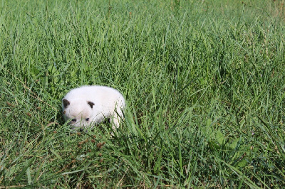 Les chiots de Bouvier australien