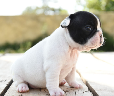 Les chiots de Bouledogue français