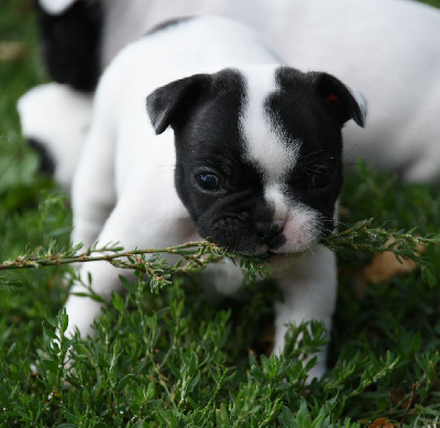 Les chiots de Bouledogue français