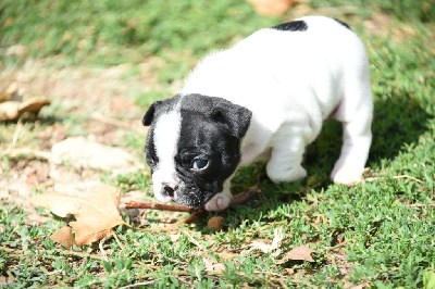 Les chiots de Bouledogue français