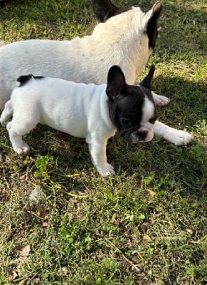 Les chiots de Bouledogue français