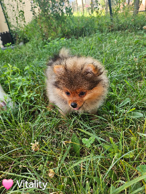 Les chiots de Spitz allemand