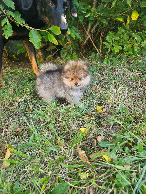 Les chiots de Spitz allemand