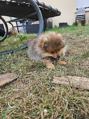 Les chiots de Spitz allemand