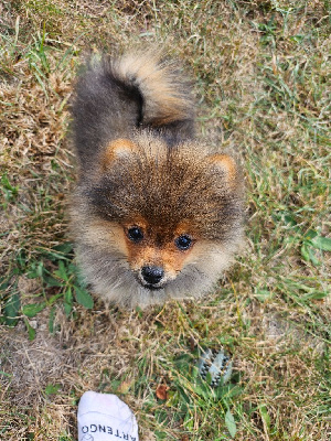 Les chiots de Spitz allemand