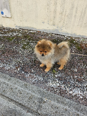 Les chiots de Spitz allemand