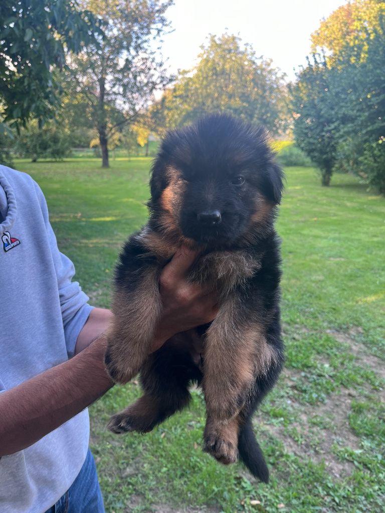 CHIOT 3 - Berger Allemand Poil Long