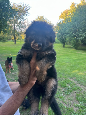 Les chiots de Berger Allemand Poil Long