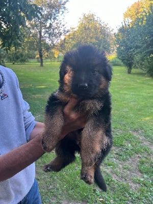 Les chiots de Berger Allemand Poil Long