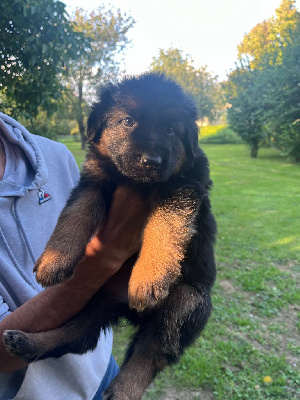 Les chiots de Berger Allemand Poil Long