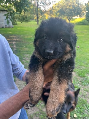 Les chiots de Berger Allemand Poil Long