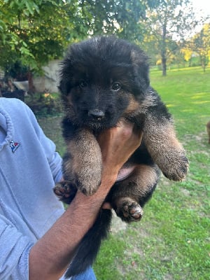 Les chiots de Berger Allemand Poil Long