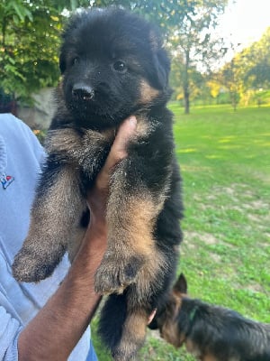 Les chiots de Berger Allemand Poil Long