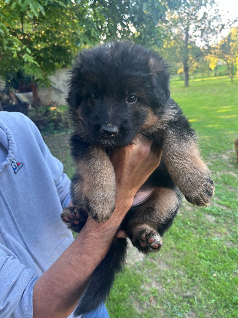 CHIOT 6 - Berger Allemand Poil Long