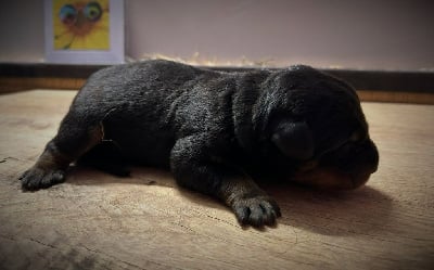 Les chiots de Berger de Beauce