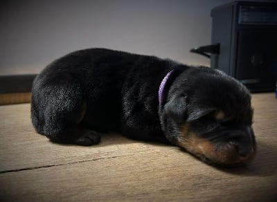 Les chiots de Berger de Beauce